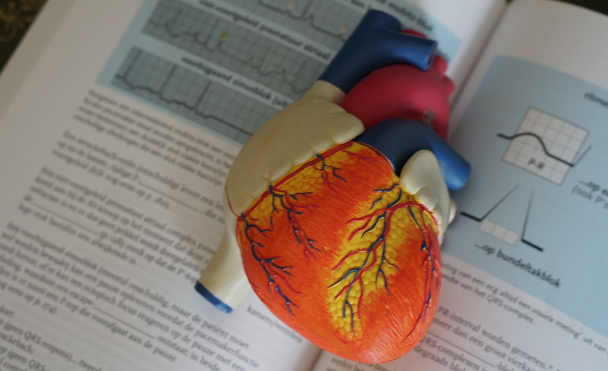 A close-up of a detailed anatomical model of a human heart resting on an open medical textbook. The pages of the book are visible, showing text and diagrams of ECG heart rhythms.