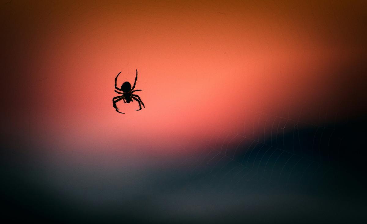 A close-up, silhouetted shot of a spider hanging upside down on its web against a blurred background of a sunset sky. The sky transitions from a bright orange-pink at the top to a darker, muted blue-gray at the bottom.